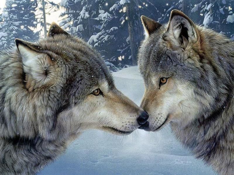 On n’est pas au Far West : L’ASPAS recadre un maire anti-loups hors la loi Les-loups-1-