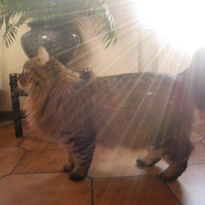 chat-soleil.jpg
