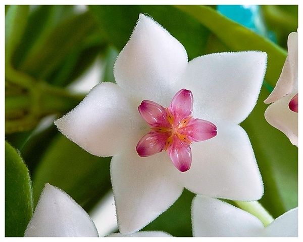 Hoya bella