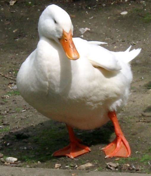 canard