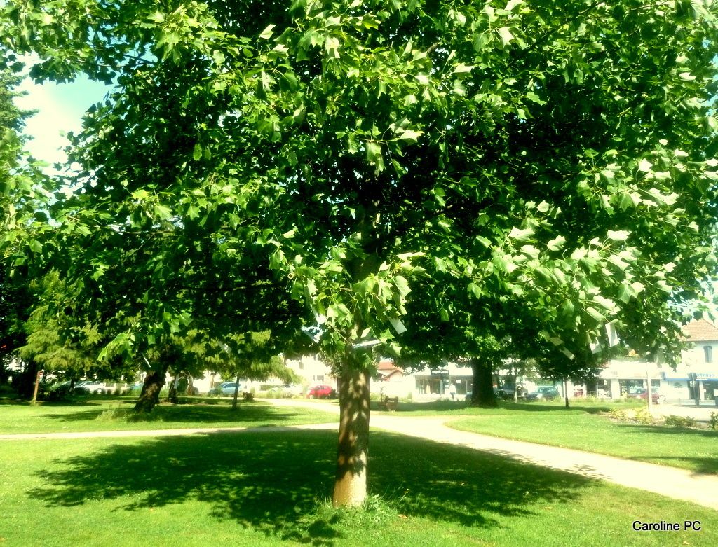 L Arbre A Citations Peintures Et Photos De Caroline Pc