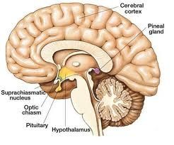glandula-pineal.jpg