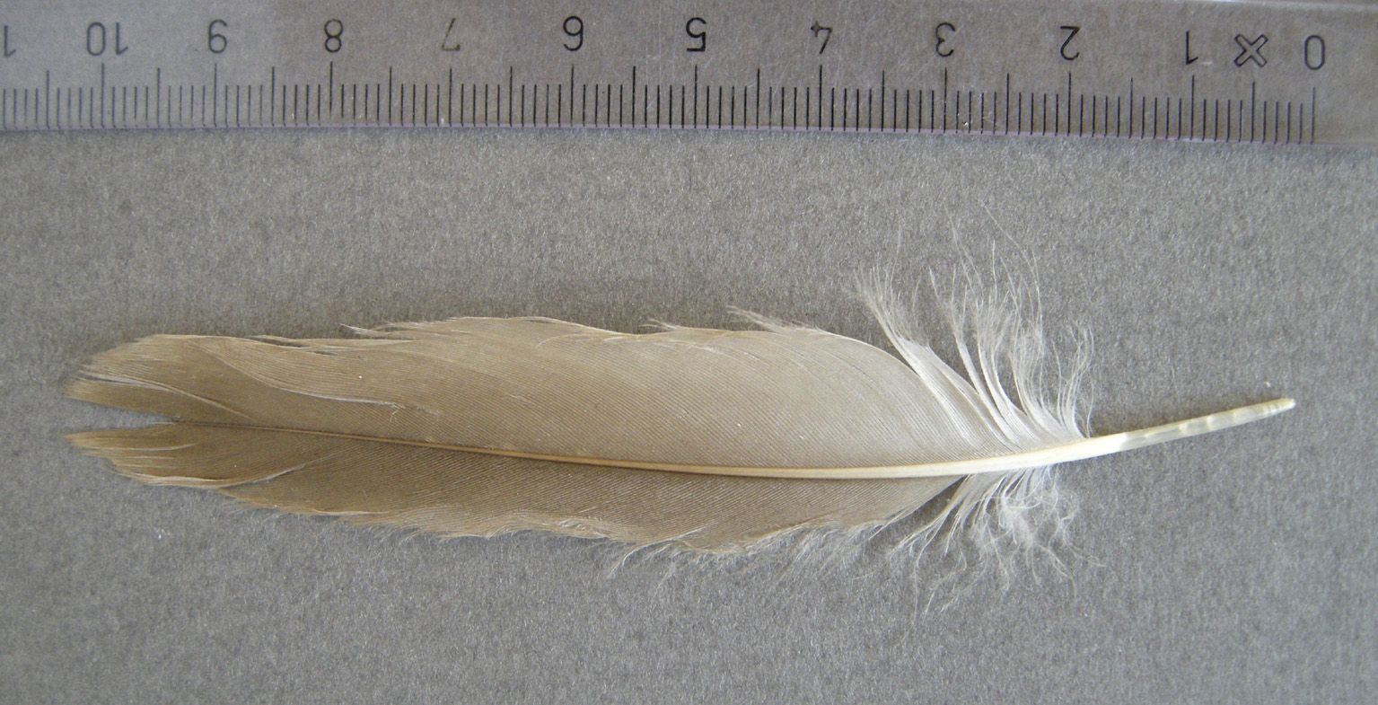 alula feather
