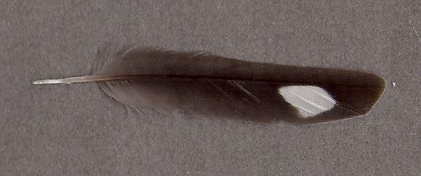 Hirondelle isabelline - 64 mm