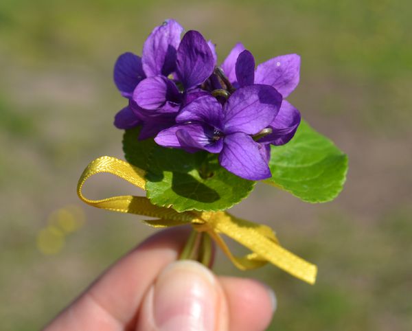 violette-copie-1.jpg