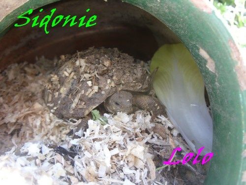 tortue7.jpg