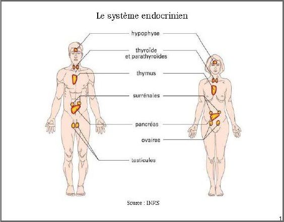 glandes endocrines