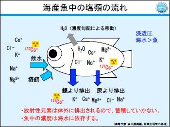 Japon nucleaire peche aquaculture