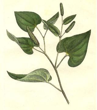 Piper longum poivre long ypocras