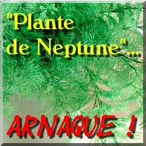 Nouvelle-arnaque-aux-plantes---la-plante-de-Neptune-in-natu.jpg