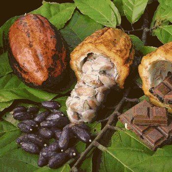 polyphénols-cacao