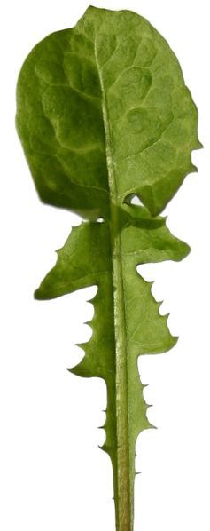 237px-Dandelion-leaf