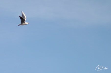 Isabelle-la-mouette.jpg