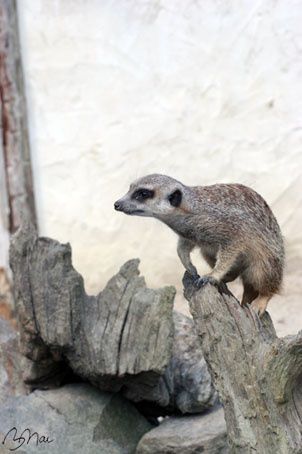 Suricate-01.jpg