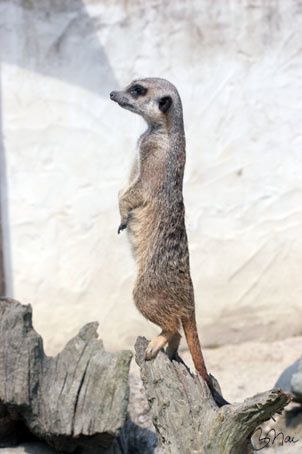 Suricate-04.jpg