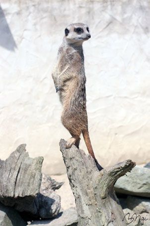 Suricate-05.jpg