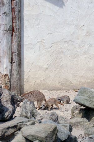 Suricate-06.jpg