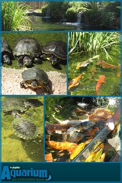 bassin-tortue.jpg