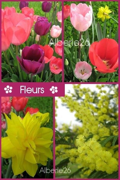 fleurs-diaporama1.jpg