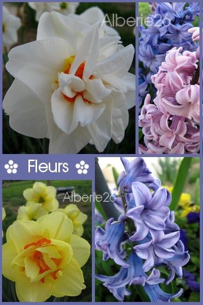 fleurs-diaporama2.jpg