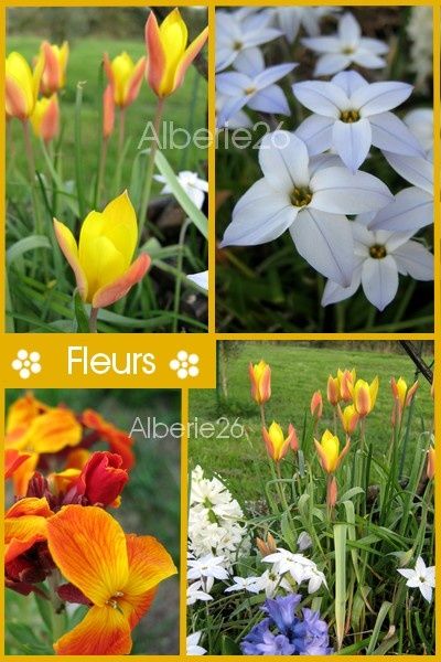 fleurs-diaporama3.jpg