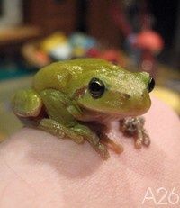froggy.jpg