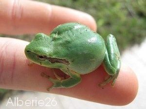grenouille.jpg