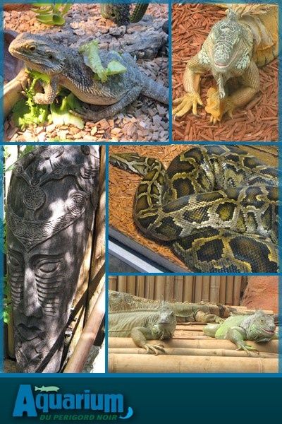 reptiles.jpg