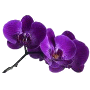 ORCHIDEE-VIOLETTE