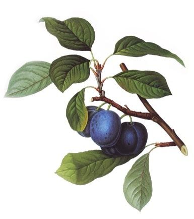 prunes.jpg