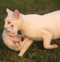 Cat-carrying-Kitten.jpg