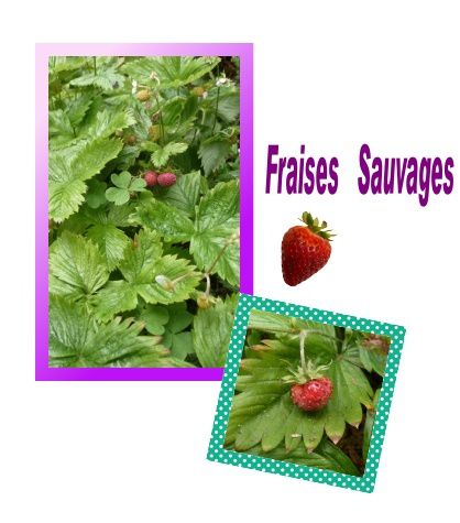 fraises-sauvages.jpg