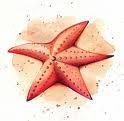 étoile mer