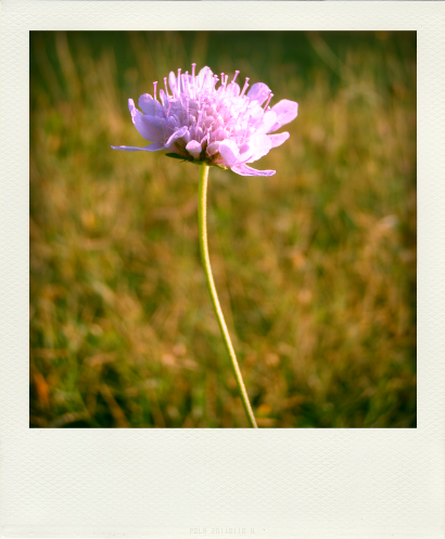 Fleurs d'Automne