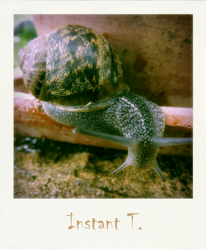 ESCARGOT-copie-1-Pola-20130609205014-.png