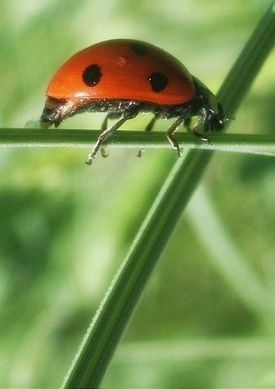 COCCINELLE