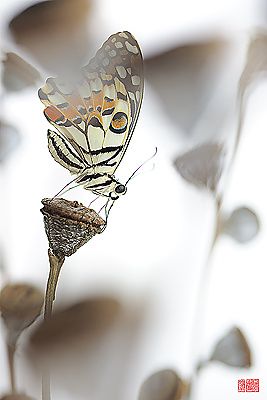 papilio-demoleus-hatsuyuki-400.jpg