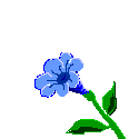 insectes-papillons-00002