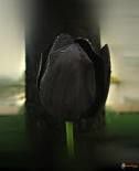 tulipe-2.jpg