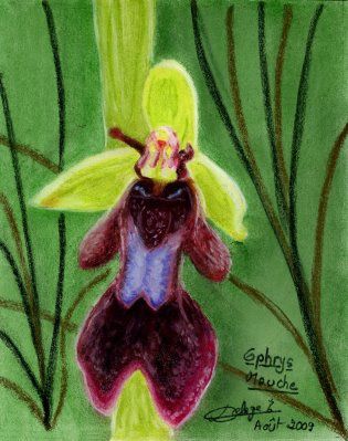 Dessin-ophrys-mouche.jpg