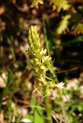 orchis-miel-pagny-mont01.jpg