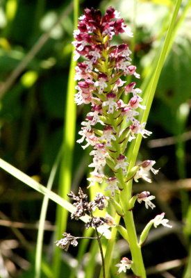 orchis-brule-troussey04.jpg