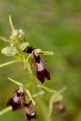 orchis-mouche-1-pagny-mont08.jpg