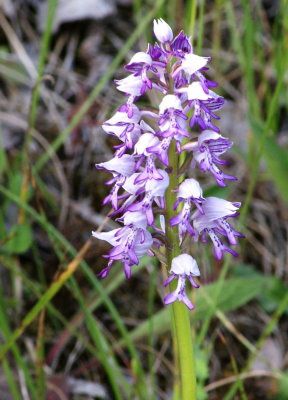 orchis militaire choloy