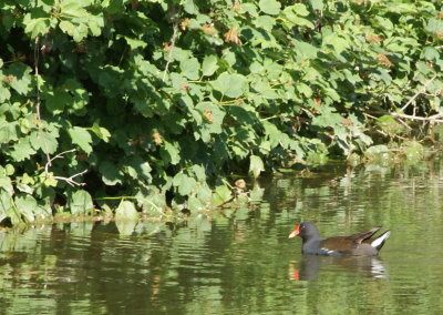 poule d'eau troussey vers sorcy3