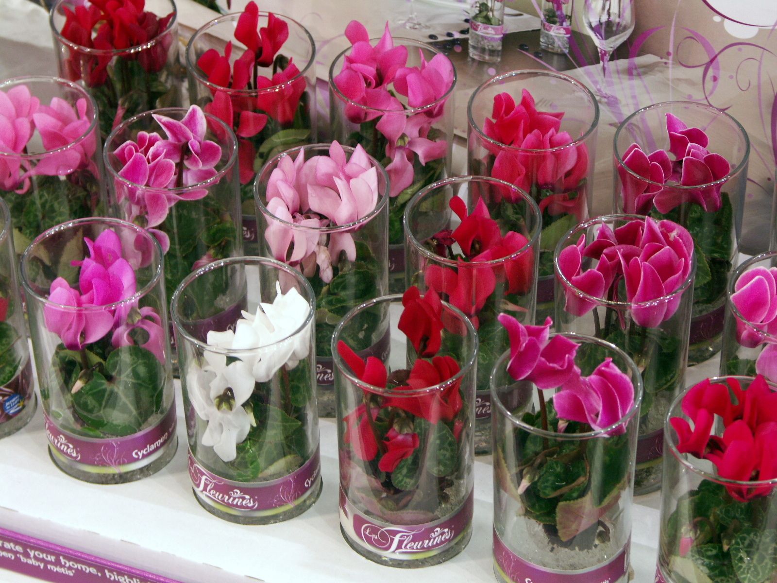 Idee petit jardin fleuri: hier soir petit tour de jardin pour ...
