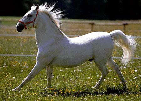 caballo-lippizzano-blanco