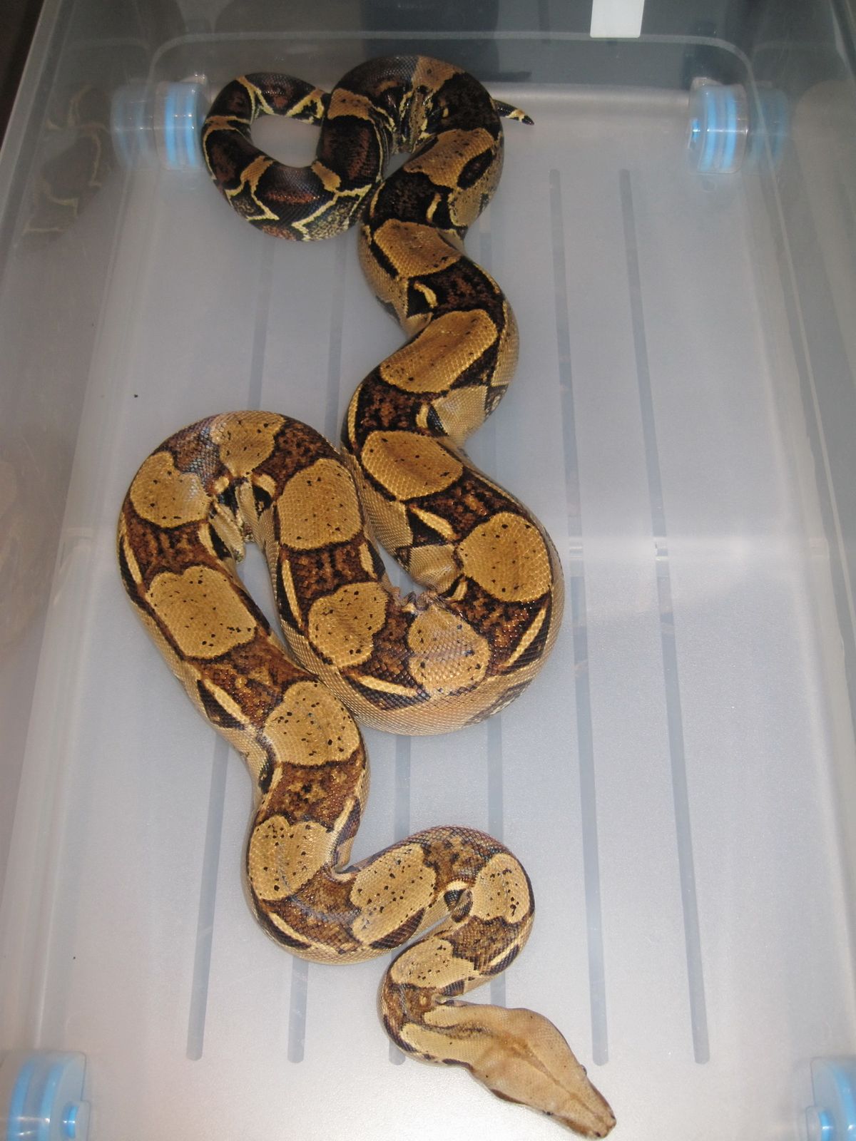 boa constrictor photos pictures to pin on pinterest boa constrictor photos pictures to pin on pinterest
