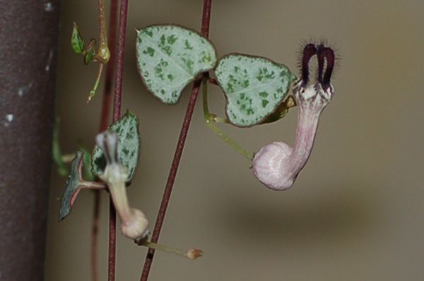 ceropegia woodii - Au jardin de minique