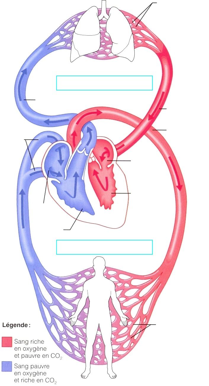 Sch Ma De La Circulation Sch Ma Circulation Sanguine Corps Humain